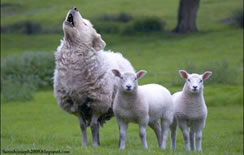 A wolf pretending to be a sheep.
